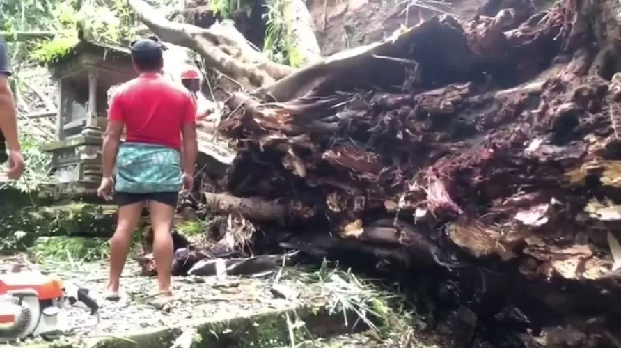 Beritabali.com