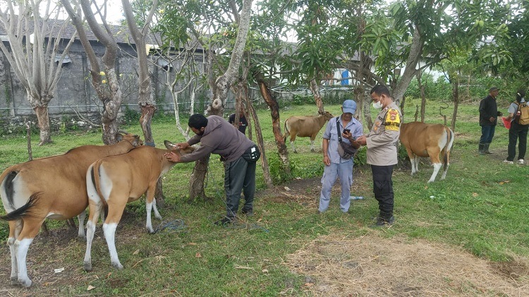 Beritabali.com