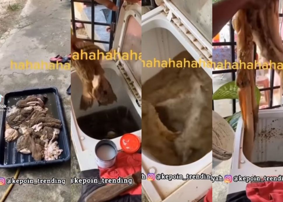 Beritabali.com