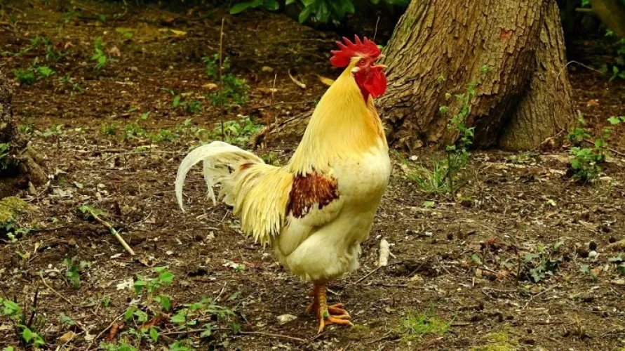 Beritabali.com