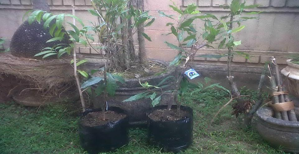 Beritabali.com