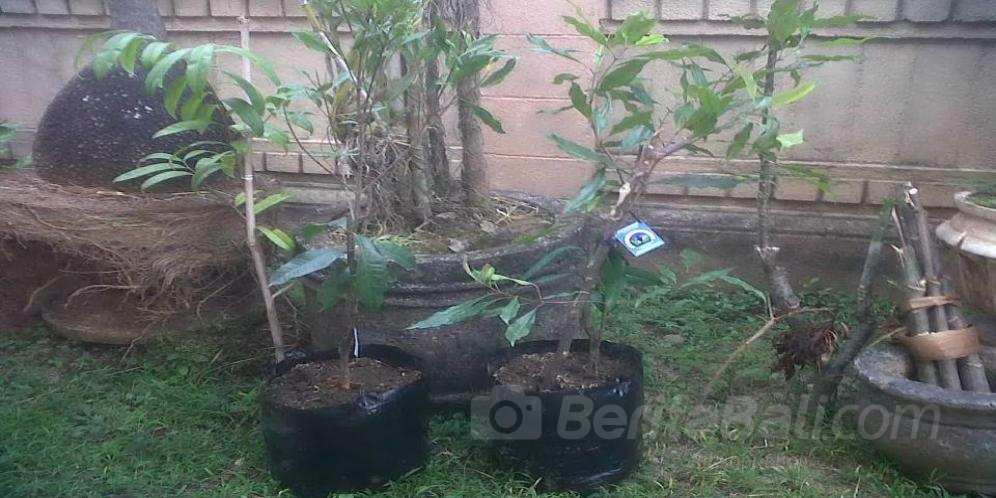 Beritabali.com