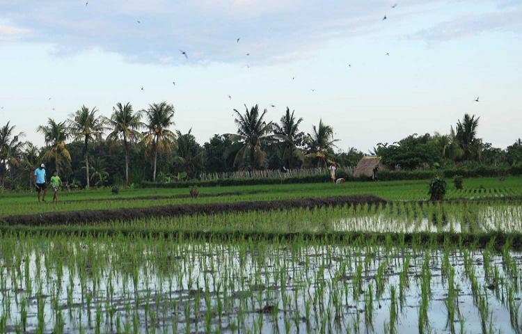 Beritabali.com