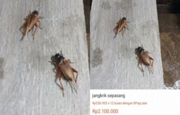 Beritabali.com
