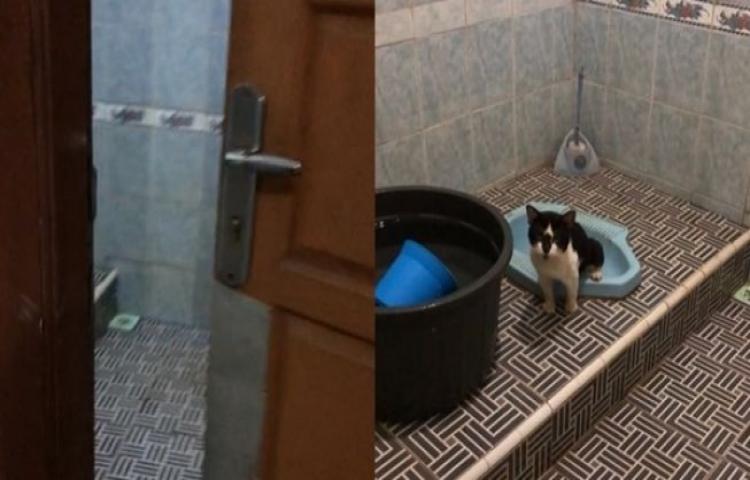 Beritabali.com