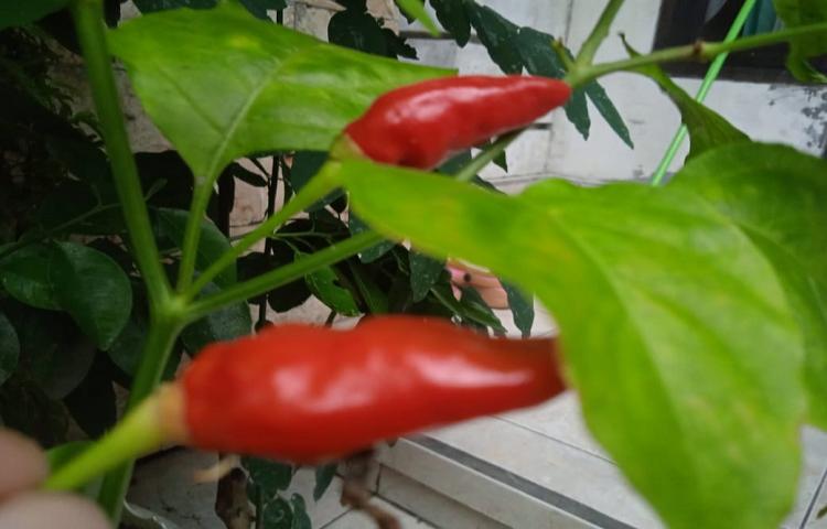 Beritabali.com
