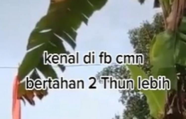 Beritabali.com