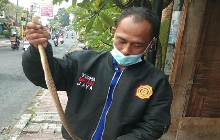 Beritabali.com