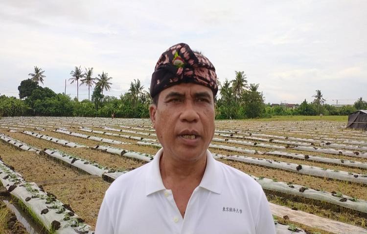 Beritabali.com