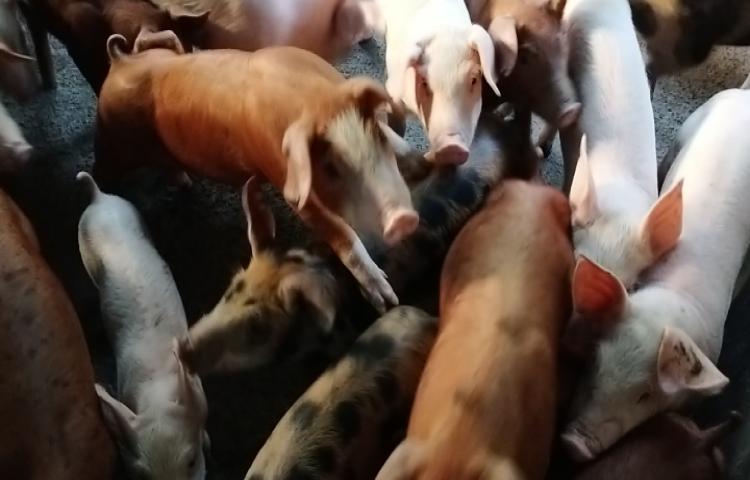 Beritabali.com