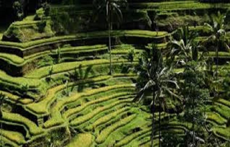 Beritabali.com