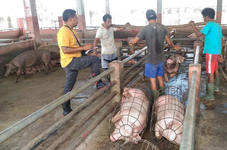 Beritabali.com