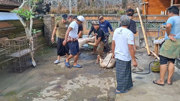 Beritabali.com